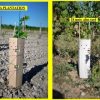 50 Manchons de protection vigne 10 x 50, 400G – Image 4